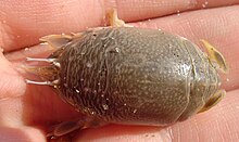 Female-sand-crab-back.jpg