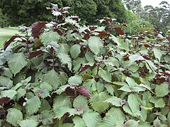 Bicolor shiso in the Royal Botanic Garden, Sydney, Australia