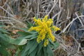 Canadian Goldenrod, Solidago altissma