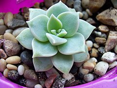 Graptoveria 'Titubans'