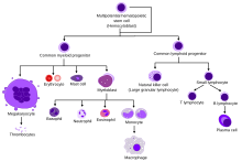 Hematopoiesis simple.svg