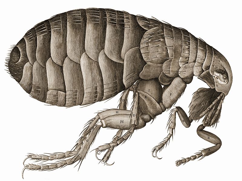 File:HookeFlea01.jpg