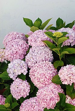 八仙花（Hydrangea macrophylla）