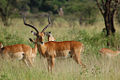 Impala in Serengeti, Tanzania