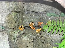 MP- Atelopus zeteki.jpg