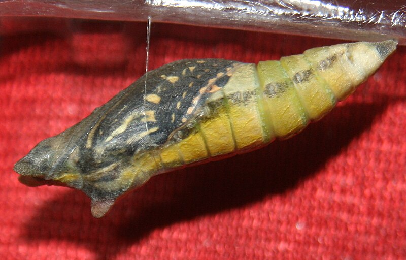 File:Papilio xuthus Pupa 2011-07-16.jpg