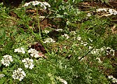 Flat-leaved parsley white flower