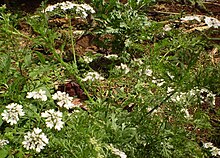 Parsley white flower.jpg