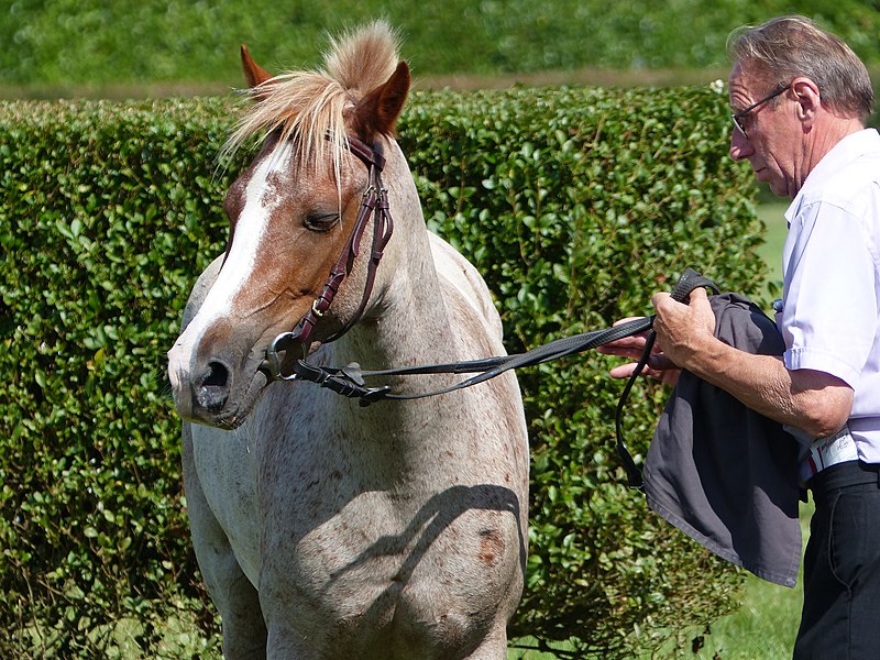 File:Poney français aubère, Guillac.jpg