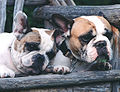 Red fawn pied French Bulldogs. Paler versions are sometimes referred to as fawn pied, lemon pied or honey pied.