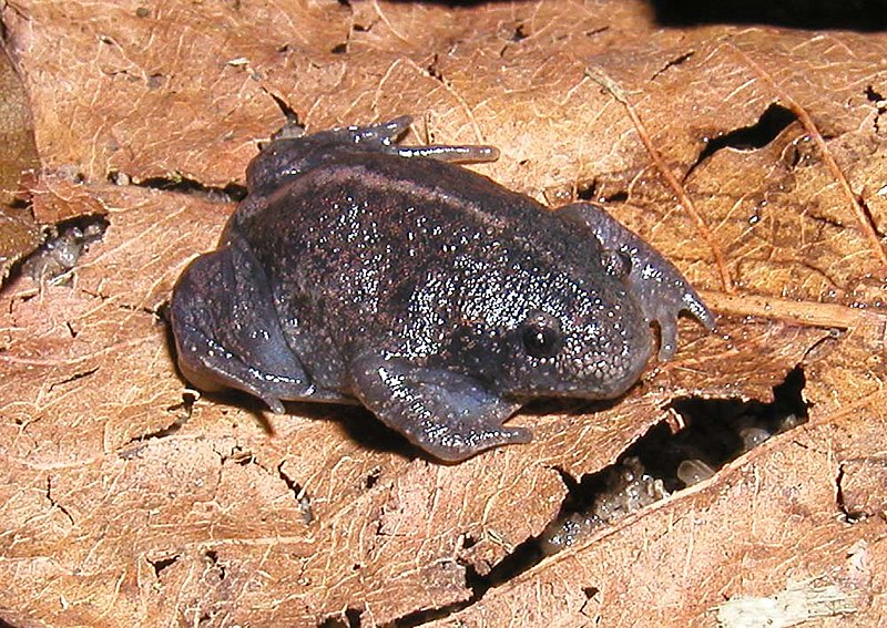 File:Rhinophrynus dorsalis.jpg