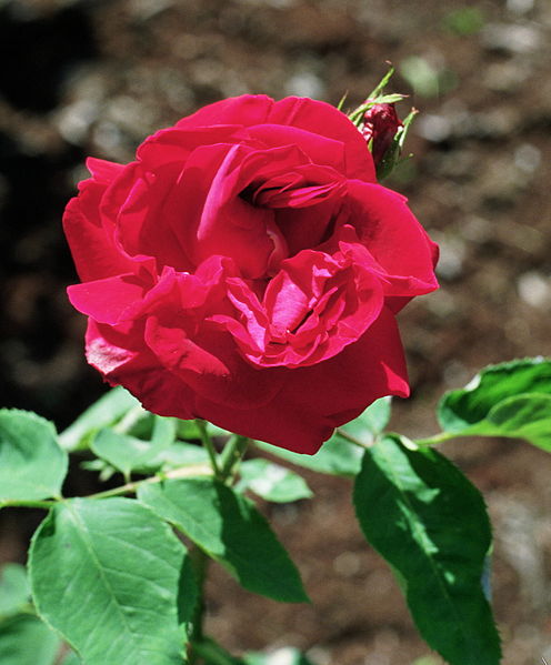 File:Rosa 'General Jacqueminot'.jpg