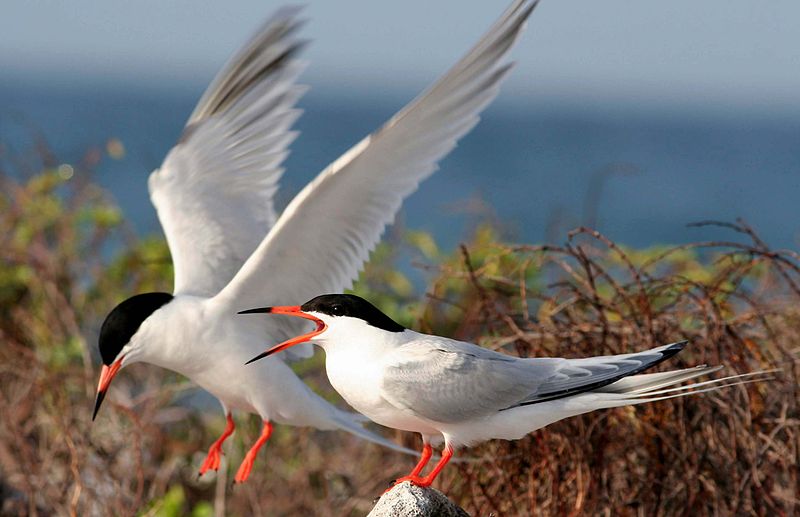 File:Roseate terns Palometas.jpg