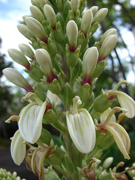 File:Starr 080716-9272 Lobelia boninensis.jpg