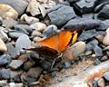 Autumnleaf (Doleschallia bisaltide) in Jairampur, Arunachal Pradesh, India.