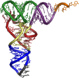 tRNA