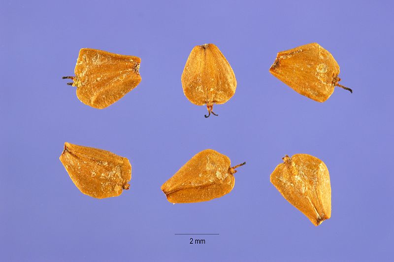 File:Alnus rubra seeds.jpg