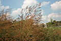 Giant Ragweed, Ambrosia trifida