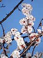 Apricot flowers