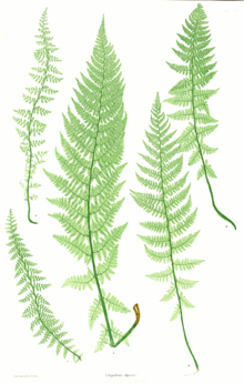 Athyrium distentifolium Moore7.png