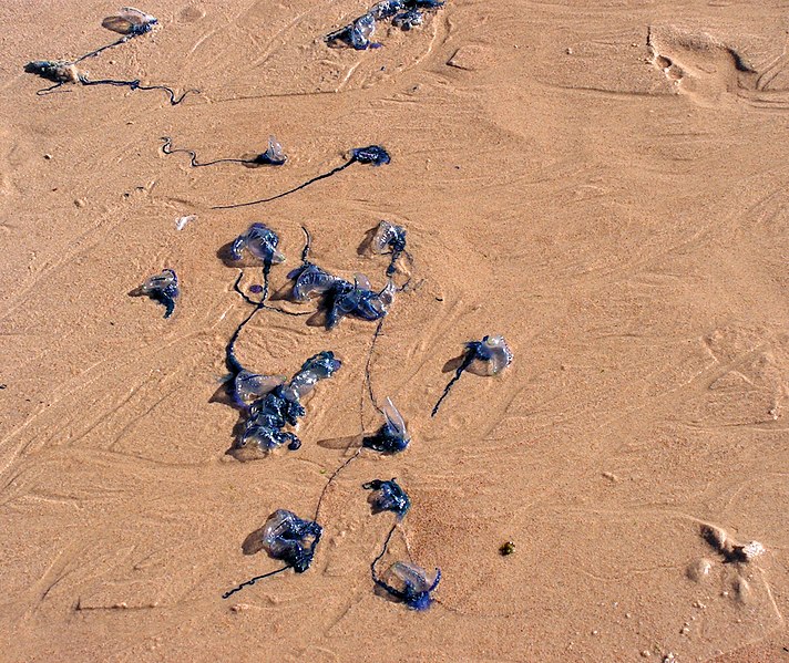 File:Bluebottles, Maroubra Beach.jpg