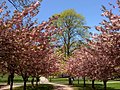 Bushnell Park in Spring