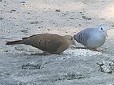 Pareja de Claravis Pretiosa