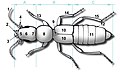 9=Coleoptera scutellum