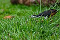 White-breasted waterhen stalks a dragonfly in Tampines Eco-Green, Singapore