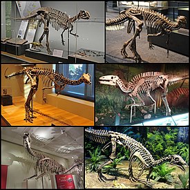 1-й ряд: фукуизавр, Dysalotosaurus; 2-й ряд: Dryosaurus, Gongpoquansaurus; 3-й ряд: Lanzhousaurus, камптозавр.