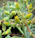 Miniatura para Dudleya greenei