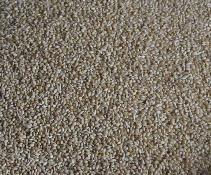 File:Food grain foxtail millet.jpg