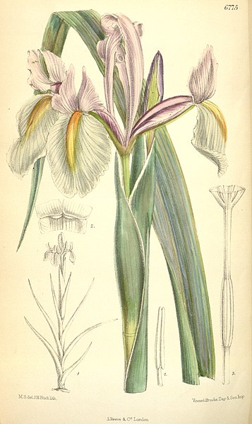 File:Iris tingitana.jpg