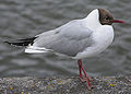 Adult summer plumage, North Devon coast, England