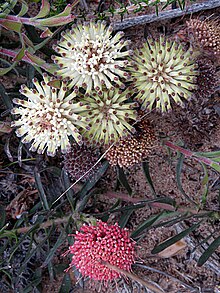 Leucospermum pedunculatum Flipphi 2.jpg