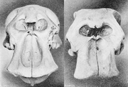 Skulls of African bush elephant (left) and African forest elephant (right)