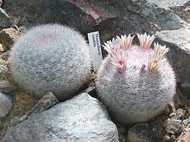 Mammillaria candida