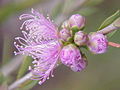 Melaleuca thymifolia