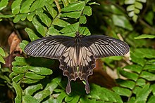 Pachliopta pandiyana-Kadavoor-2016-10-18-001.jpg