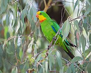 Green parrot with blue wings, yellow face, and orange chin and beak