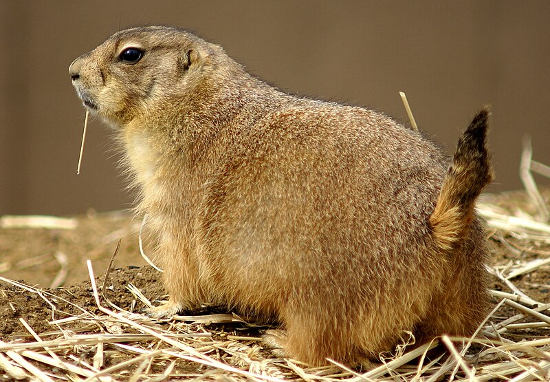 File:Prairie Dog Washington Zoo.JPG