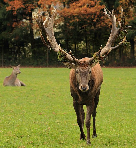 Самец благородного оленя (Cervus elaphus)