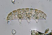 Tardigrade that was extracted from moss