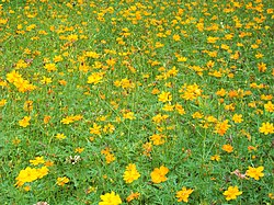 Butterfly Park, Nilambur