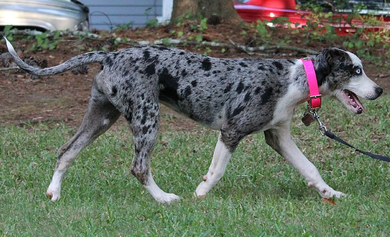 File:2.Calypso with Sasquatch Catahoulas.jpg