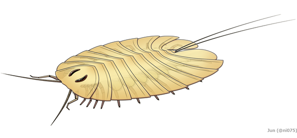 Reconstruction of Cheloniellon calmani, showing dorsal morphology and partially ventral appendages.