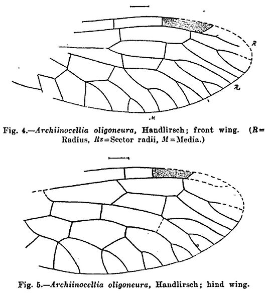 File:Archiinocellia oligoneura Handlirsch 1910.jpg