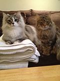 Siberian cats: Blue Silver spotted tabby with white (left), Brown Mackerel Tabby (right).