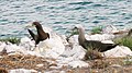 S. l. brewsteri pair, Islas Marietas N.P., Mexico