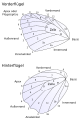 Wing venation (in German)